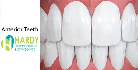 anterior teeth hardy pediatric dentistry orthodontics