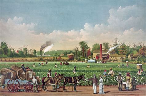 plantation sugar cane cotton tobacco britannica