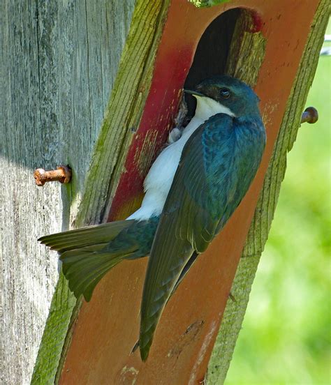 tree swallow   nesting box feederwatch