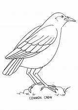 Crow Coloring Pages Common Drawing Kids Outline Printable Colouring Bestcoloringpagesforkids Bird Butterfly Cliparts Crows Books Line Birds Getdrawings Categories Similar sketch template