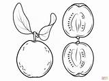 Guava Coloring Pages Drawing Cross Section Fruit Its Fruits Guavas Printable sketch template