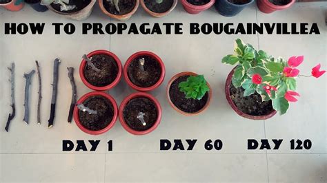 propagate bougainvillea  cuttings happily natural
