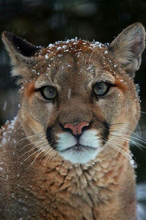 beautiful cougar big cats pinterest