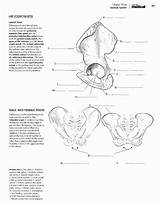 Kaplan Anatomy sketch template