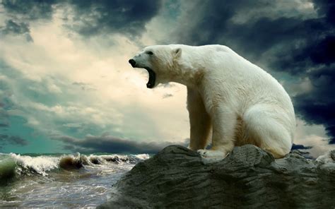 polar bears animals wallpapers hd desktop  mobile backgrounds