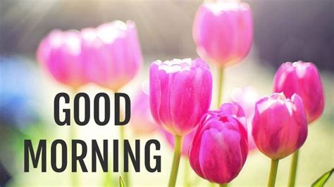 good morning wishes images  downloadtoday   sharing good morning wishes images