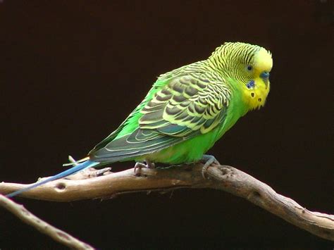 animals wallpapers budgie