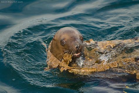 steller sea lion playing  kelp alaska betty sederquist photography