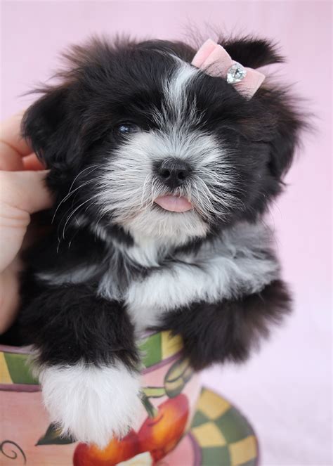 shih tzu puppies for sale at teacups in south florida