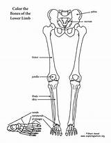 Leg Coloring Lower Limb Skeleton Drawing Human Foot Diagram Thigh Anatomy Blank Sketch Pdf Template Exploringnature sketch template