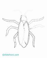 Cockroach Coloring Pages Drawing Printable Kids Getdrawings sketch template