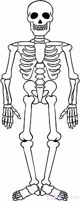 Skull Coloring Pages Bones Getdrawings Anatomy sketch template