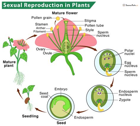 reproduction  plants description types  diagram