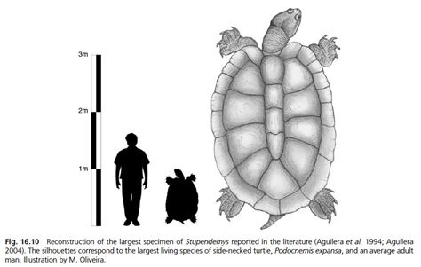 stupendemys largest turtle  rnaturewasmetal