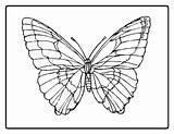 Butterfly Coloring Pages Realistic Flower Getdrawings sketch template