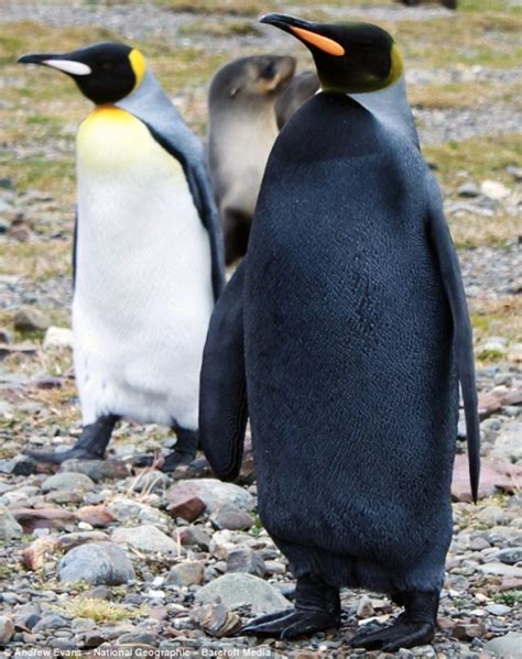 black penguin  stylish popular fidelity images