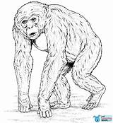 Chimpanzee Colorare Disegni Savana Africani Bonobo Lusso Designlooter Monkey Mammals sketch template