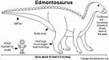 Edmontosaurus sketch template