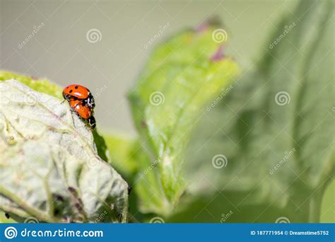 Pair Of Ladybugs Having Sex On A Leaf As Couple In Close