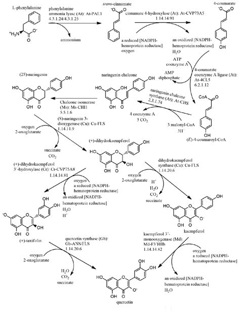 biosynthetic pathway  quercetin  scientific diagram
