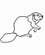 Beaver Coloringsun Coloring sketch template