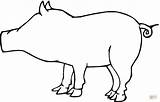 Pig Outline Coloring Pages Drawing Clip Cliparts Clipart Printable sketch template