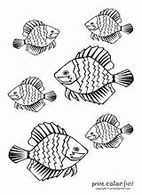 Fish Tropical Coloring Pages Drawing Bahamas Printable Ink Low Color Getdrawings Printcolorfun Print sketch template