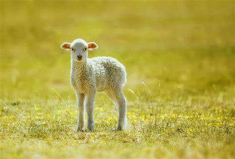 farmer  injured lamb   wing    part   family uk news expresscouk