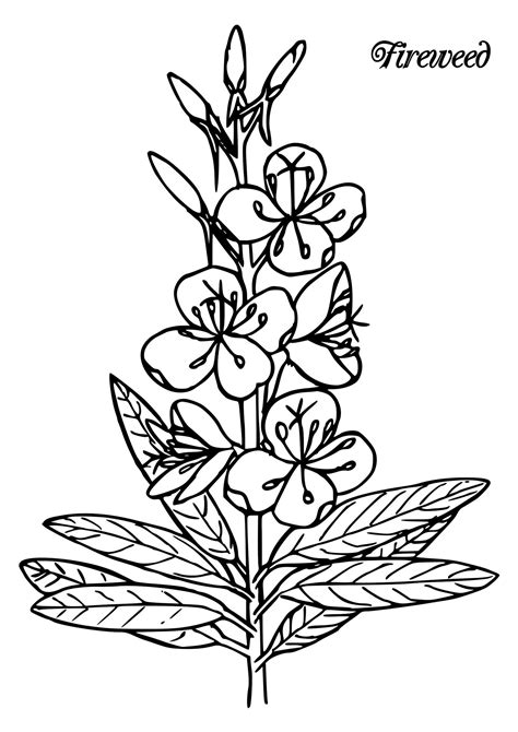 maine wildflowers coloring pages etsy