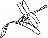 Dragonfly Coloring Pages Printable Kids Line Clipart Drawing Eating Colouring Dragonflies Simple Clip Capung Print Cartoon Mewarnai Gambar Insect Clipartbest sketch template