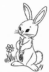 Hasen Ausmalbilder Hase Ausmalbild Osterhase Dekoking Malen Tiere Kaninchen Ostern Vorlage Schöne Zu Bestseller sketch template