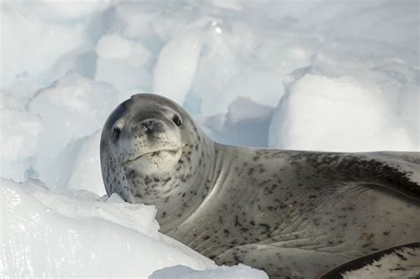cute leopard seal picture   joerg   cruise  antarctica leopard seal sea lion