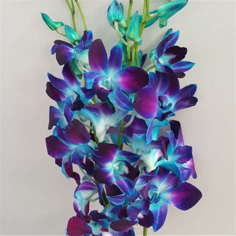 Dyed Royal Blue Orchid T And G Flower Growers