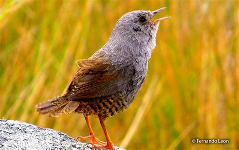 ancash tapaculo scytalopus affinis peru aves