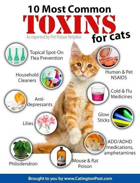 10 most common toxins for cats 10 of the most common toxins for cats