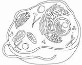 Cell Prokaryotic Eukaryotic sketch template