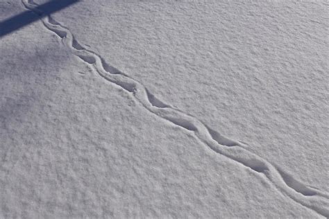 nails  sawdust critter tracks   snow
