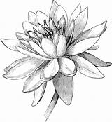 Nymphaea Tuberosa Clipart Drawing Flower Drawings Etc Lotus Usf Edu Flowers Botanical Line Clipground Dibujos Flores Four Large Choose Board sketch template