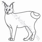 Caracal Coloring Pages Click sketch template