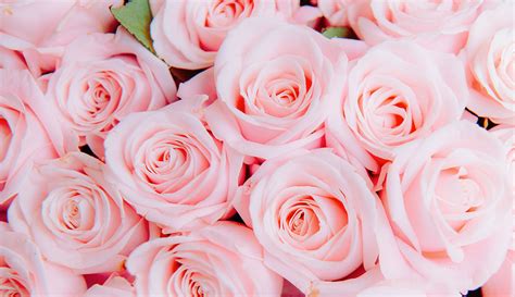 image de fleur fleur rose en couleur