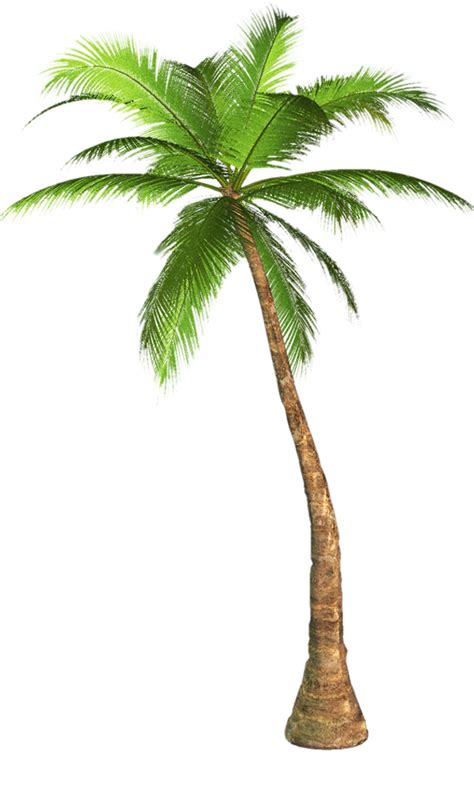 palm tree transparent image tree transparent background image palm tree image  background