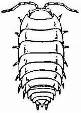 Woodlice Clipart Clipground Bug Sow Nie  sketch template