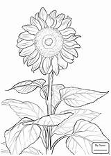 Monet Claude Sunflower Drawing Coloring Pages Flowers Getdrawings sketch template