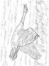 Coloring Pages Goose Birds Gooses Recommended sketch template