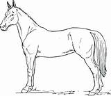 Horse Coloring Quarter Pages Getcolorings Printable Color sketch template