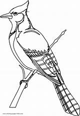 Winter Bird Coloring Pages sketch template