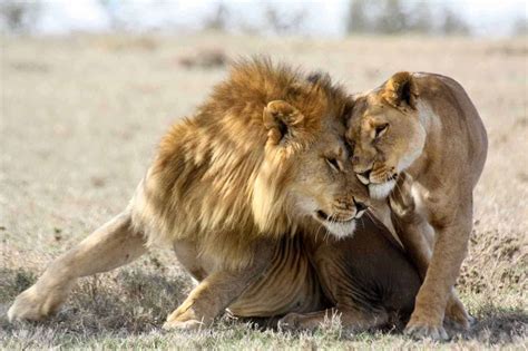 african lion safari african safari tours holidays kenya blog