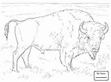 Coloring Pages Buffalo Kids Bison Sheet American Printable Getcolorings Color Print sketch template