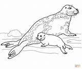 Seal Coloring Baby Pages Leopard Mother Gray Drawing Printable Navy Color Designlooter Drawings Dot Click sketch template