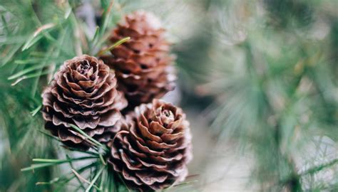 The Differences Between Male Pollen And Female Seed Pine Cones Sciencing